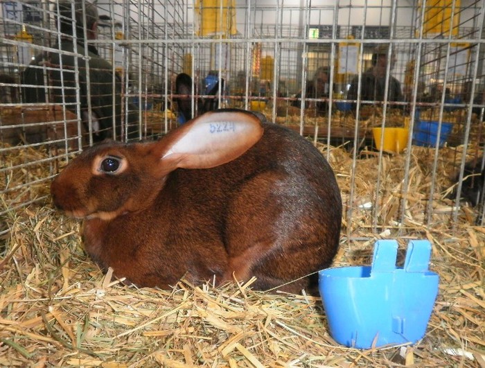 HASEN - i - Leipzig 2012 iepuri