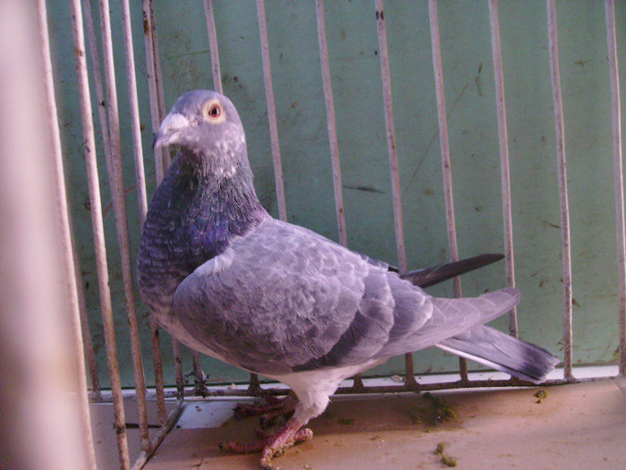 PICT1066 f dv 05458-09-728 werner liep; meulemans
