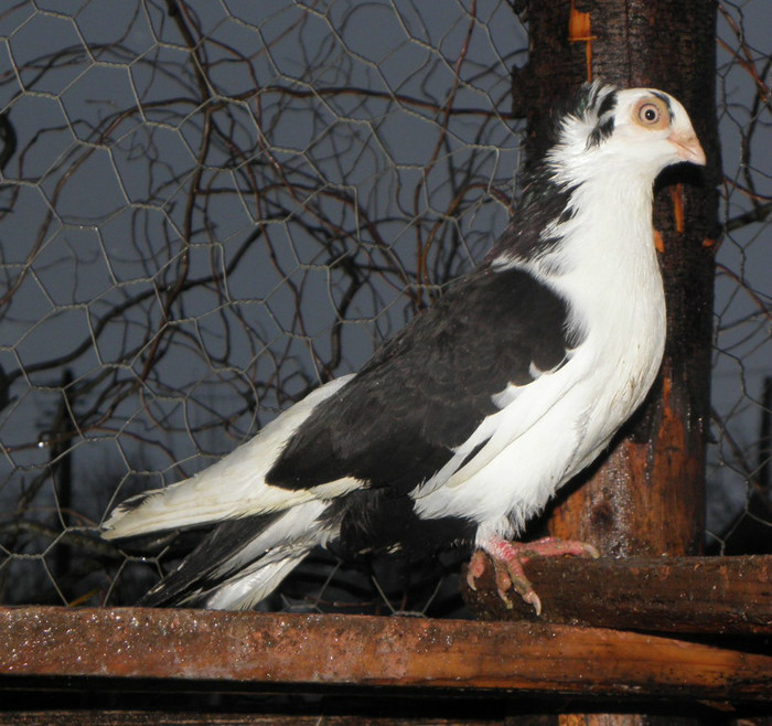 34n.m(f.2012)-vandut
