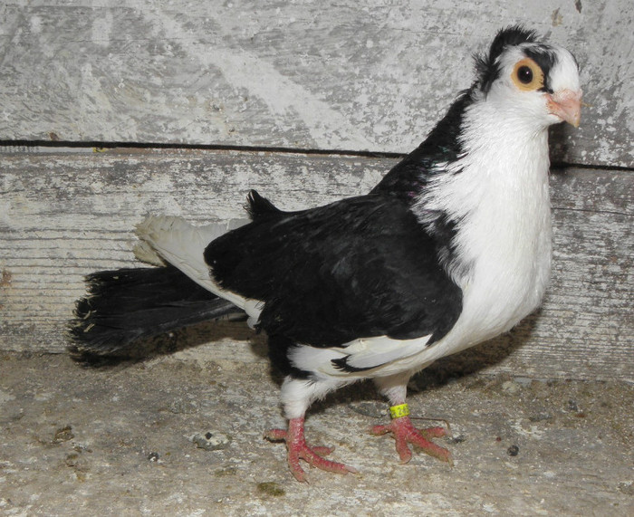 36n.m(m.2011)-vandut; e ciacar
