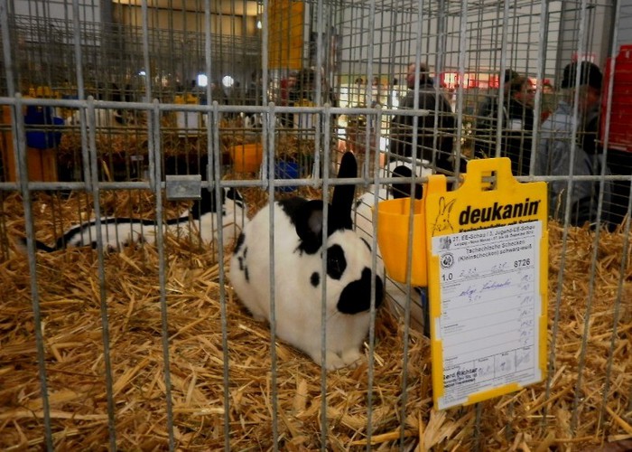 EXPO 88 - i - Leipzig 2012 iepuri