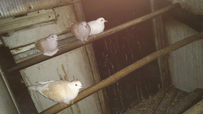 DSC_0103 - Turturele Razatoare