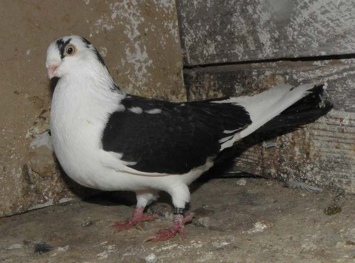 38m(m.2010)-vandut