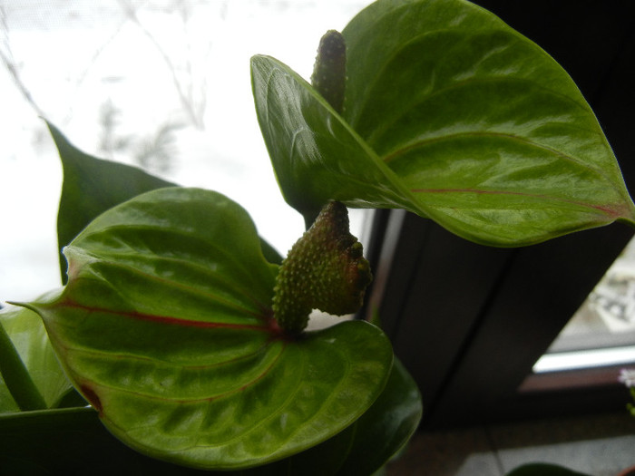 Anthurium Marmoratum (2012, Dec.16)