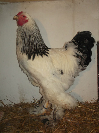 Cocos 2012 - Brahma Herminat Deschis 2012 lot 1