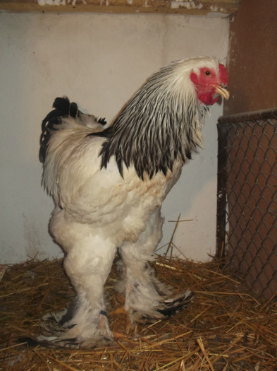 Cocos 2012 - Brahma Herminat Deschis 2012 lot 1