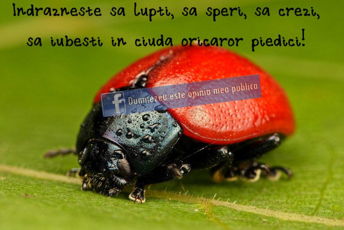 52708_445252345541998_950960961_o