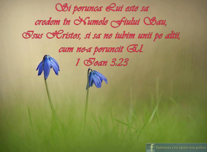 231104_446350862098813_1427271508_n