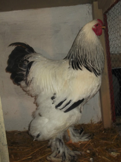 Cocos 2012 - Brahma Herminat Deschis 2012 lot 1