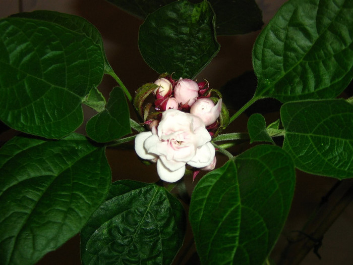2184371650075666569tvrpVm_fs - Clerodendron