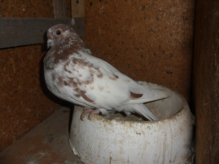 femela 2012 sorincotmeanu