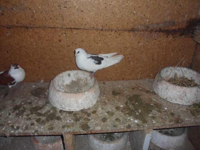 femela 2012 sorincotmeanu