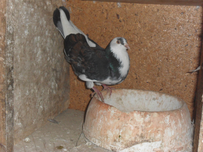 mascul 2011 zb de severin