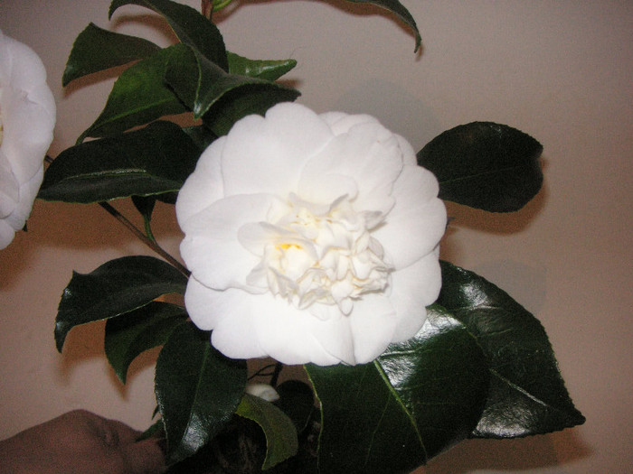 2740917500075666569EisYJQ_fs - Camelia