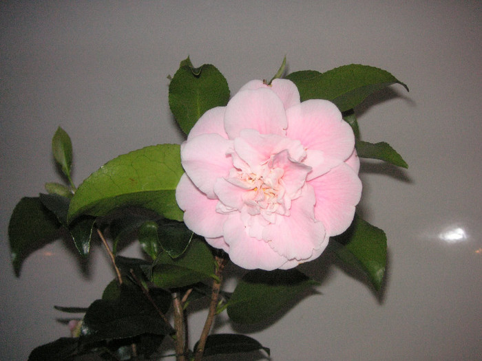 2897297730075666569xINKZR_fs