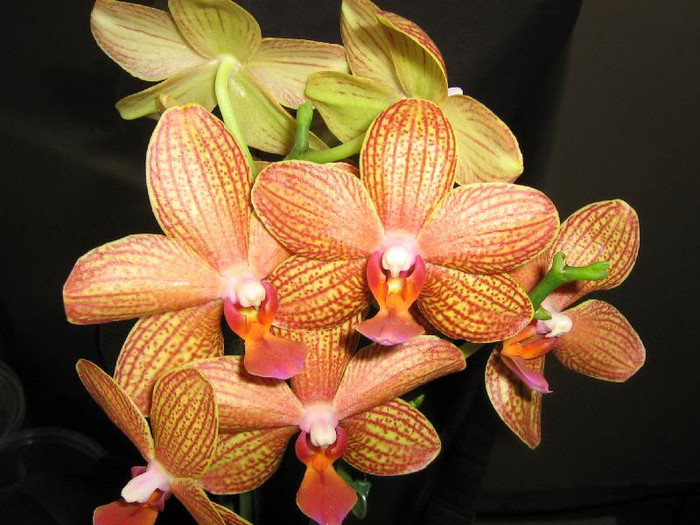 2067259120075666569wmunUE_ph