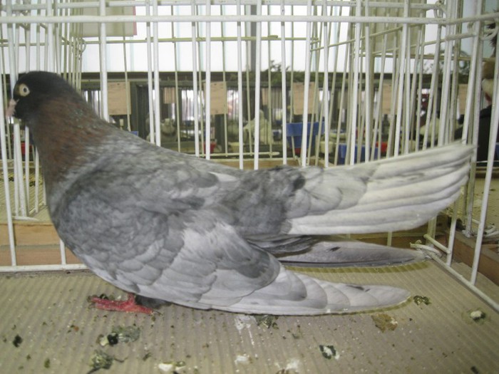 IMG_7886 - Porumbei Mako 2012