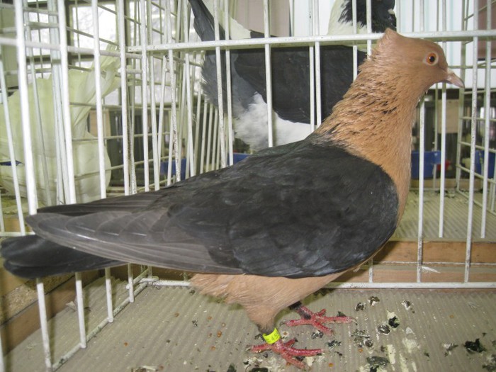 IMG_7887 - Porumbei Mako 2012