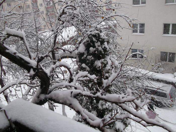 decembrie 2012 - iarna la cluj