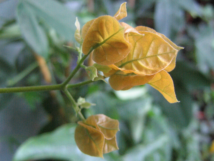 2903189090075666569fbBtnT_fs