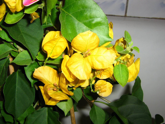 2078807130075666569tUGYJS_fs