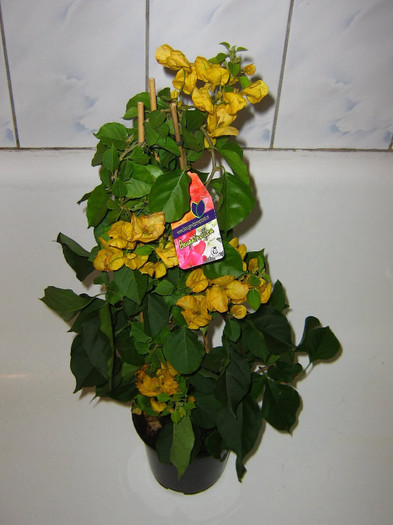 2137287410075666569McLJfq_fs