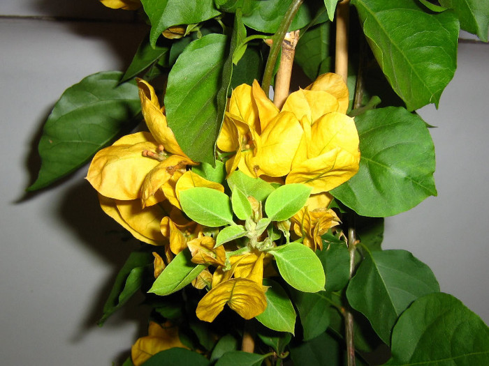 2261818550075666569hlAnpw_fs