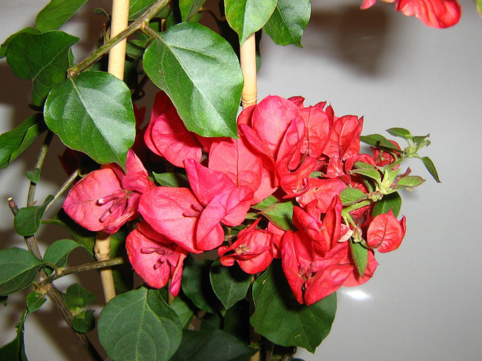 2464038320075666569eJjBYs_fs