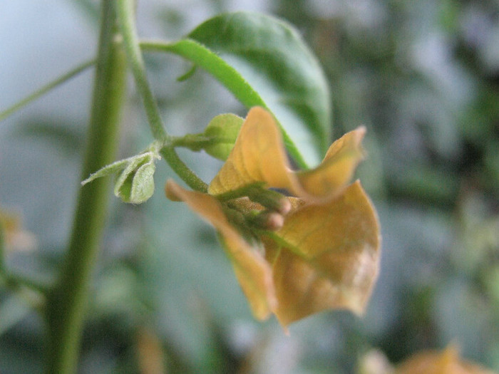 2525411390075666569QwYYIN_fs