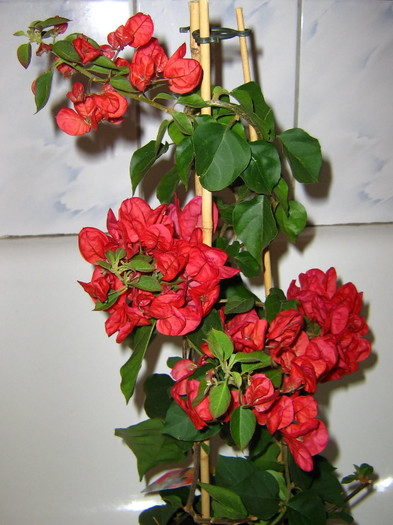 2581600540075666569guTlpN_fs