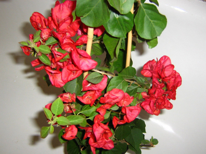 2616480770075666569Xkzcem_fs