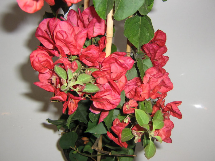 2789863830075666569JCsQCy_fs