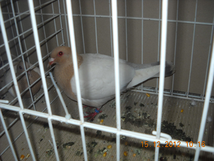 Picture 594