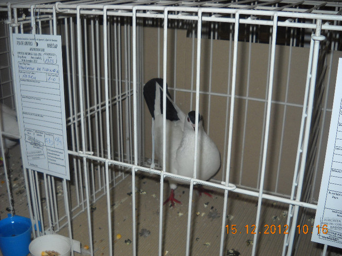 Picture 597