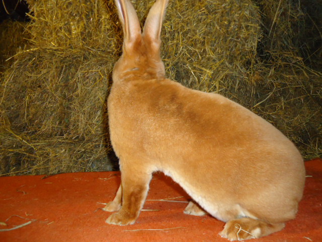 Rex Galben 1.0 -96 p