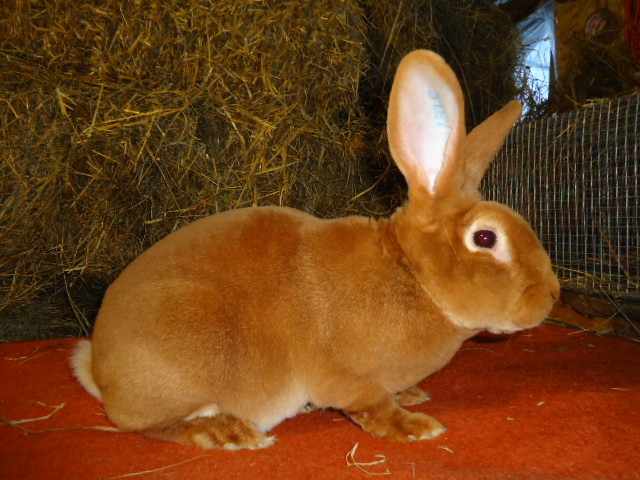 Rex Galben 1.0 -96 p