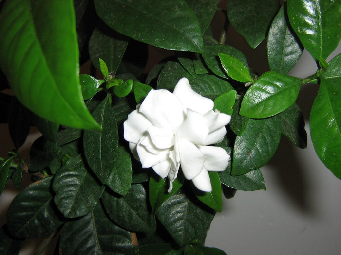 2765041330075666569nQeQkD_fs - Gardenia