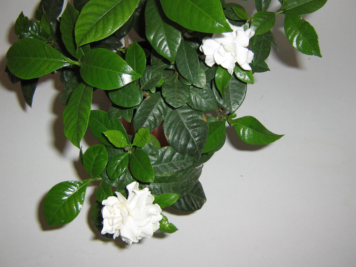 2118799740075666569GhcojI_fs - Gardenia