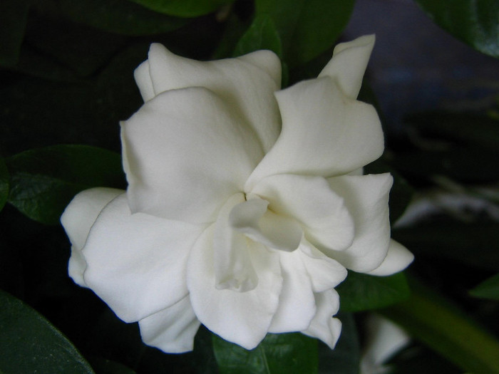 2248275480075666569bmvxwZ_fs - Gardenia