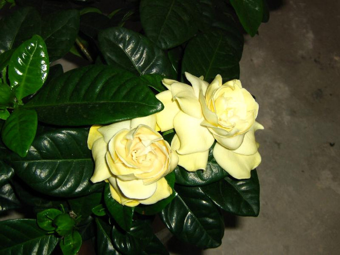 2462938140075666569zyhUAb_ph - Gardenia