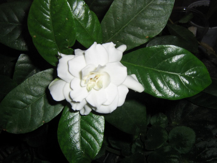 2465872170075666569AsEgiP_fs - Gardenia