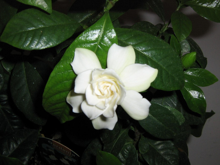 2615947670075666569wpEFFI_fs - Gardenia