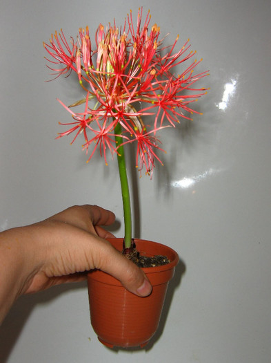 2215637810075666569xgojoi_fs