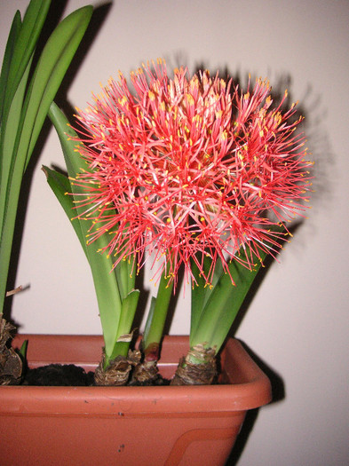 2295943140075666569GLqKgv_fs - Haemanthus