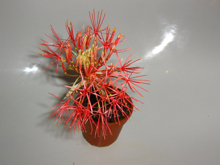 2639581960075666569MiPGpu_fs