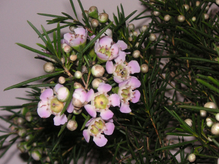 2614076150075666569gZaruN_fs - Leptospermum