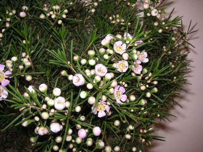 2643217800075666569ukycqZ_fs - Leptospermum