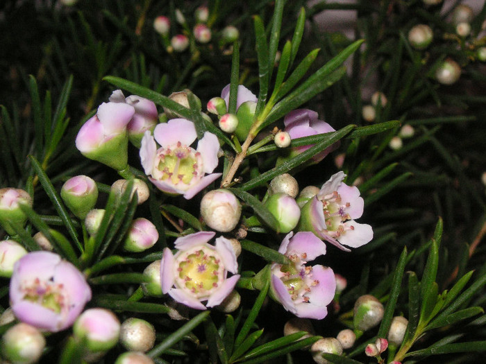 2782251710075666569ljXfdo_fs - Leptospermum