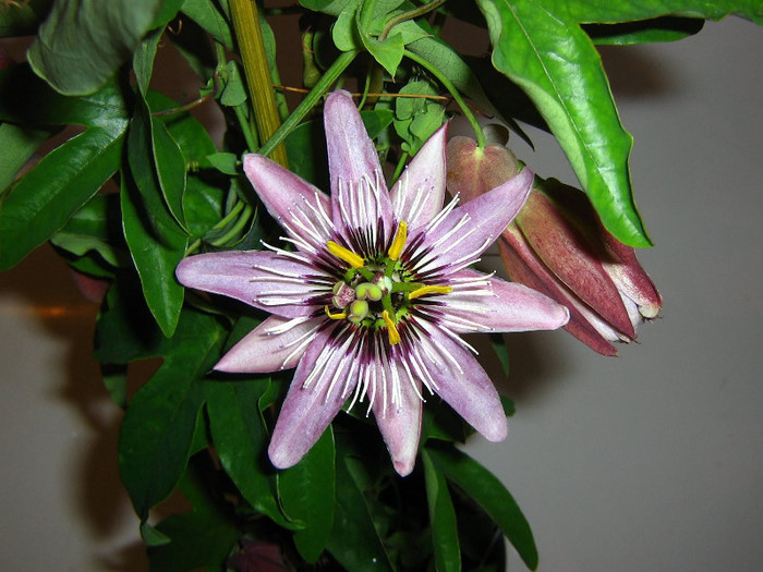 2567215790075666569QiCiRY_fs - Passiflora