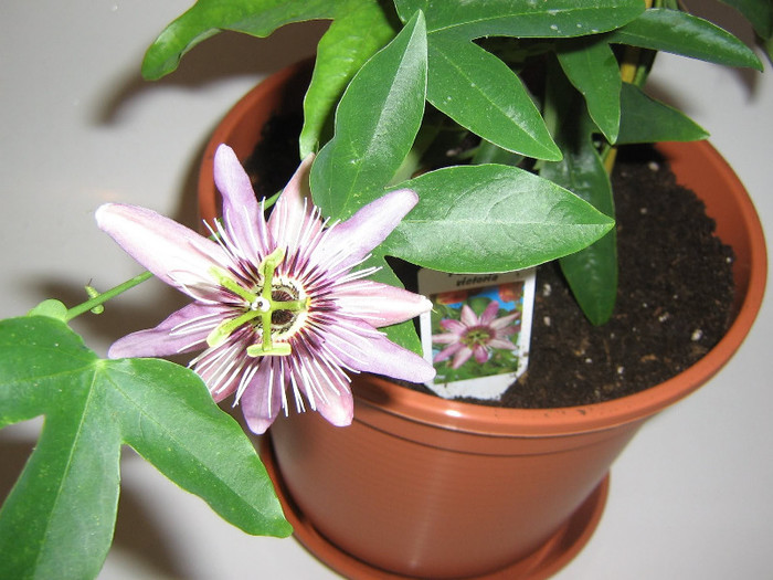 2598341670075666569HIVQcM_fs - Passiflora